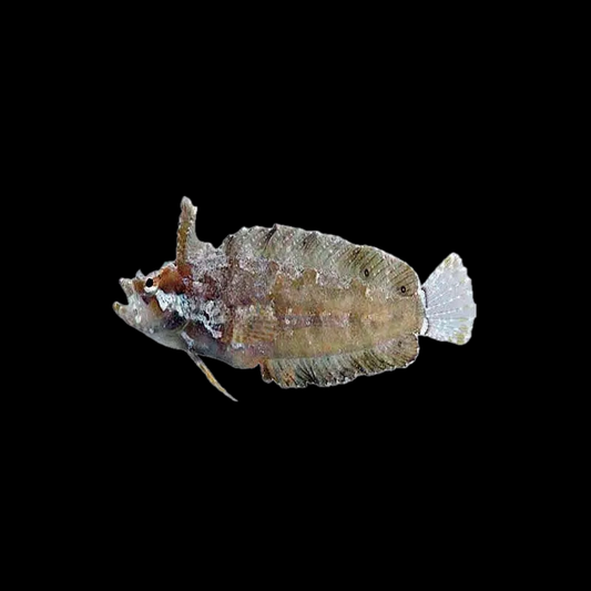 Rhino Blenny