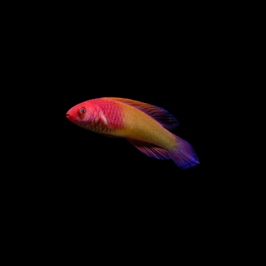 Rosy Scale Wrasse