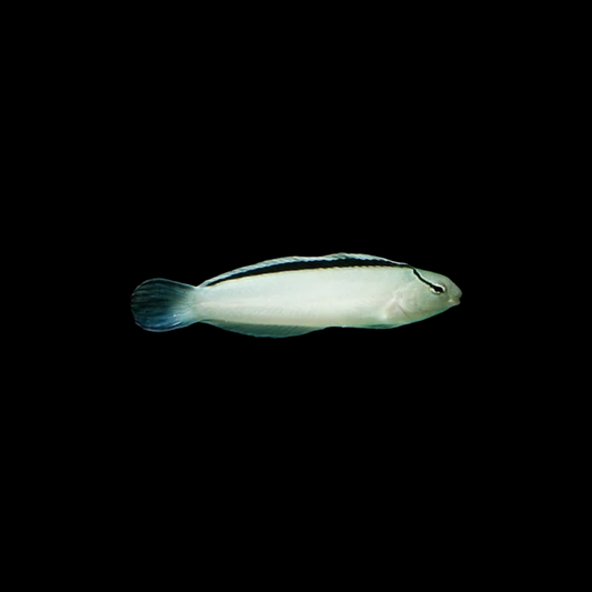Smith's Fang Blenny
