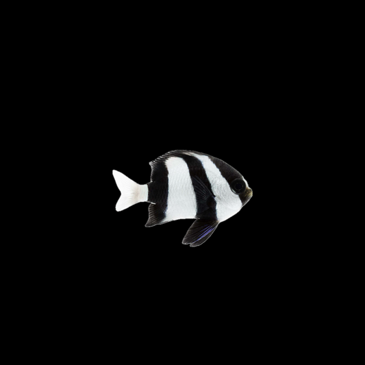 Three Striped Damsel fish