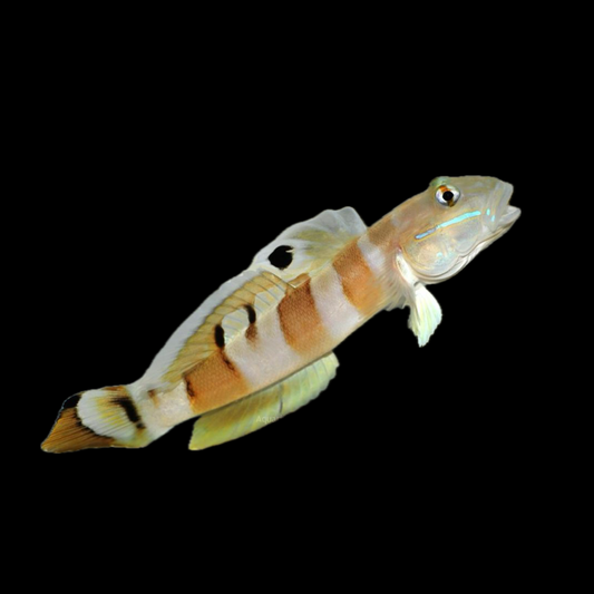 Tiger Watchman Goby - Sri Lanka