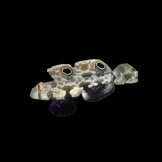 Two Spot Goby