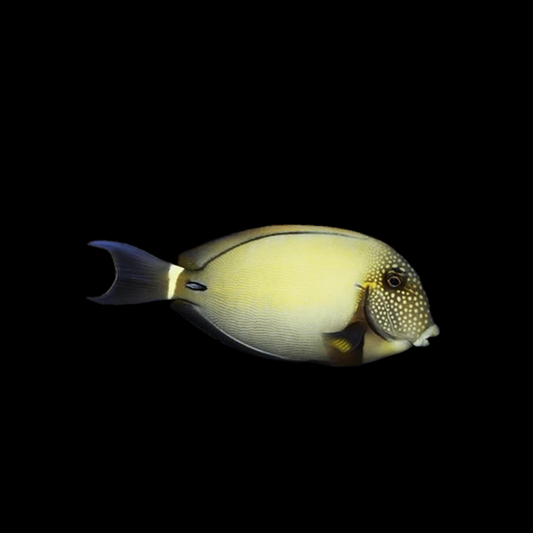 White Freckled Tang