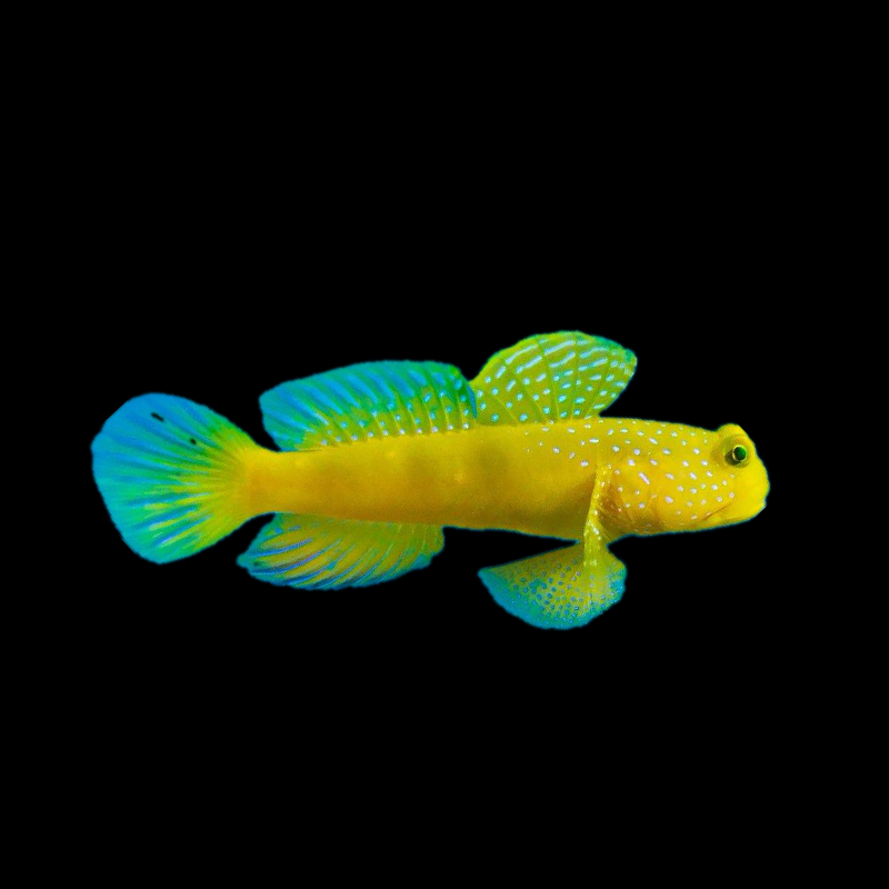 Yellow Watchman Goby